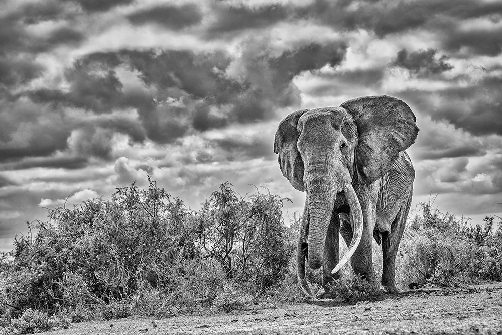 Craig the Elephant-largest Amboseli elephant-Amboseli National Park-Africa